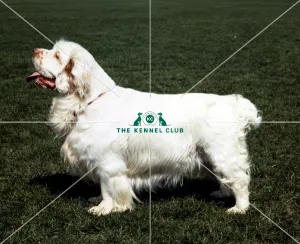 Spaniel (Clumber)