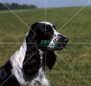 Spaniel (Cocker)