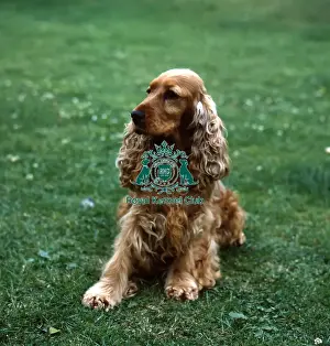Gundog Group Prints: Spaniel (Cocker)