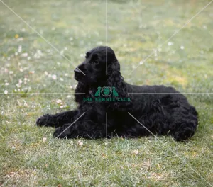 Spaniel (Cocker)