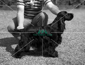 Spaniel-Cocker