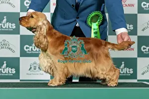 Sunday Prints: Spaniel (Cocker) Best of Breed Crufts 2026