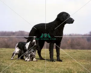 Spaniel-Cocker and Retriever-Curly Coated. Available as Framed Prints, Photos, Wall Art and other products #10621361 Spaniel-Cocker and Retriever-Curly Coated. Available as Framed Prints, Photos, Wall Art and other products #10621361
