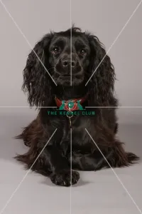 Spaniel (English Cocker)