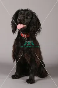 Spaniel (English Cocker)