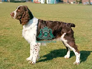 Spaniel (English Springer)