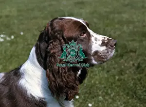 Portrait Prints: Spaniel-English Springer