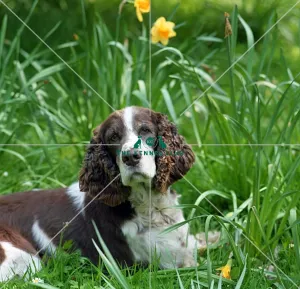 Spaniel (English Springer)