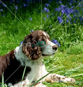 Spaniel-English Springer