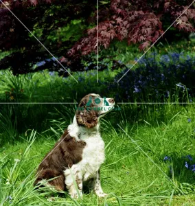 Spaniel-English Springer