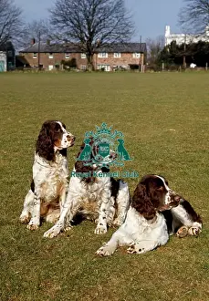 Gundog Group Prints: Spaniel (English Springer)