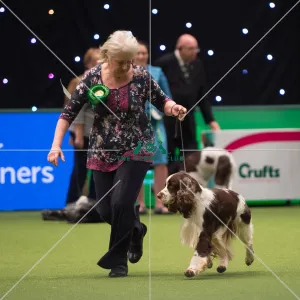 Spaniel (English Springer)