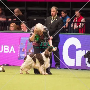 Spaniel (English Springer)