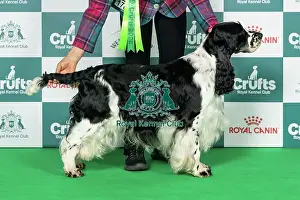 Sunday Prints: Spaniel (English Springer) Best of Breed Crufts 2026