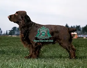 Field Prints: Spaniel-Field