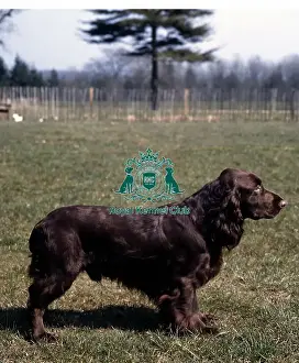 Gundog Group Prints: Spaniel-Field