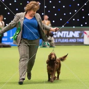 Spaniel (Field)