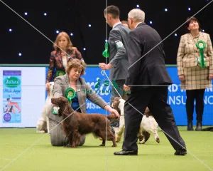 Spaniel (Field)