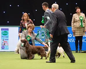 Spaniel (Field)
