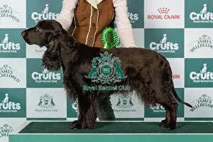 Sunday Prints: Spaniel (Field) Best of Breed Crufts 2026