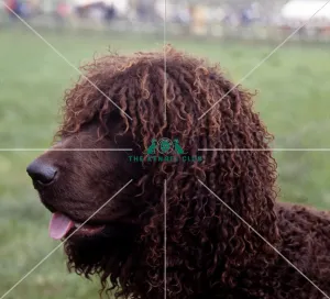 Spaniel-Irish Water