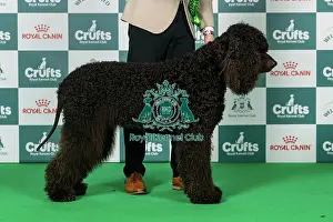 Sunday Prints: Spaniel (Irish Water) Best of Breed Crufts 2026