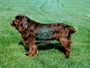 Gundog Group Prints: Spaniel (Sussex)