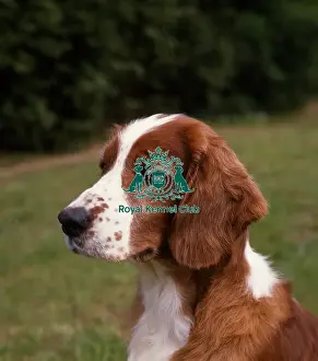 Spaniel -Welsh Springer