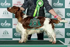 Sunday Prints: Spaniel (Welsh Springer) Best of Breed Crufts 2026
