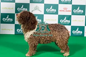 Spanish Water Dog BOB