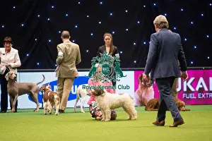 Best In Group Prints: Spanish Water Dog BOB N B & B J R & MRS J C EGGINTON with VALENTISIMOs PACOPILIK