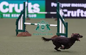 Agility Crufts Singles Final Medium Prints: Spartan Worker Baileys trained by Jesus Fernandez Crespo