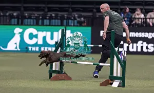 Agility Crufts Singles Final Medium Prints: Spartan Worker Baileys trained by Jesus Fernandez Crespo
