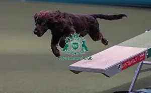 Agility Crufts Singles Final Medium Prints: Spartan Worker Baileys trained by Jesus Fernandez Crespo