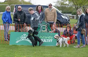 Sponsors Name Scruffts Heat Most Handsome Dog Class