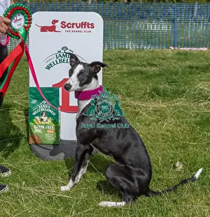 North East Dog Festival 2024 Prints: Sponsors Name Scruffts Heats Dog Only Scruffts Family Crossbreed Of The Year Competition