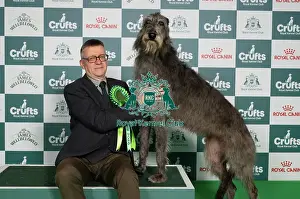 Deerhound Prints: Spring Arnold from Hertfordshire with Margo
