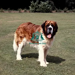 Working Group Prints: St Bernard