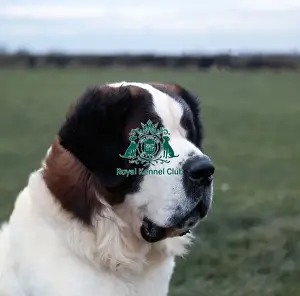 Working Group Prints: St Bernard