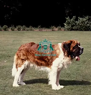 Working Group Prints: St Bernard