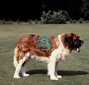 Working Group Prints: St. Bernard