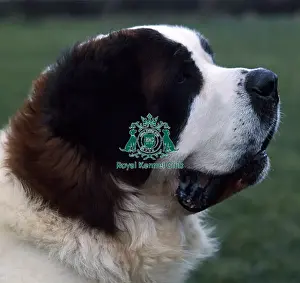St. Bernard