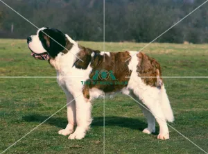 St. Bernard
