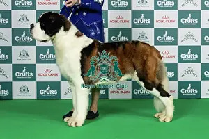 Thursday Prints: St Bernard Best of Breed Crufts 2026