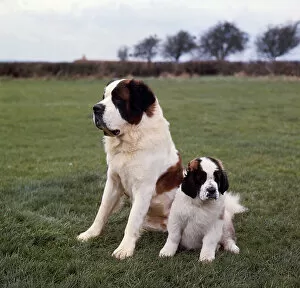 Trending: St Bernard and puppy