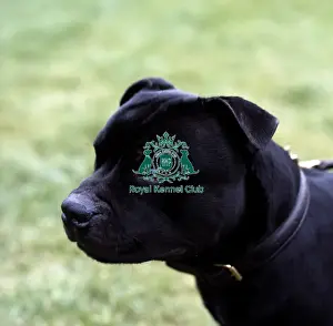 Staffordshire Bull Terrier