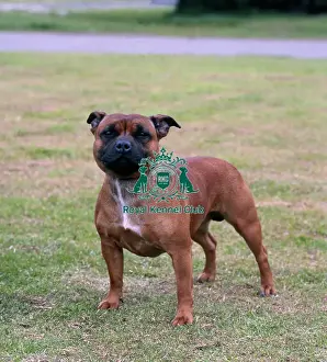 Terrier Prints: Staffordshire Bull Terrier