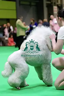 Judging Prints: Standard Poodles being judged