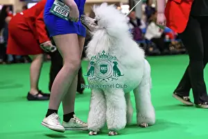 Judging Prints: Standard Poodles being judged