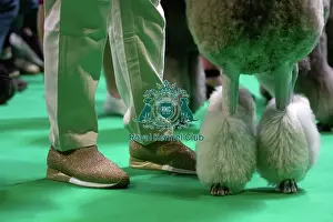 Judging Prints: Standard Poodles being judged